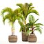 Collection of tropical plants