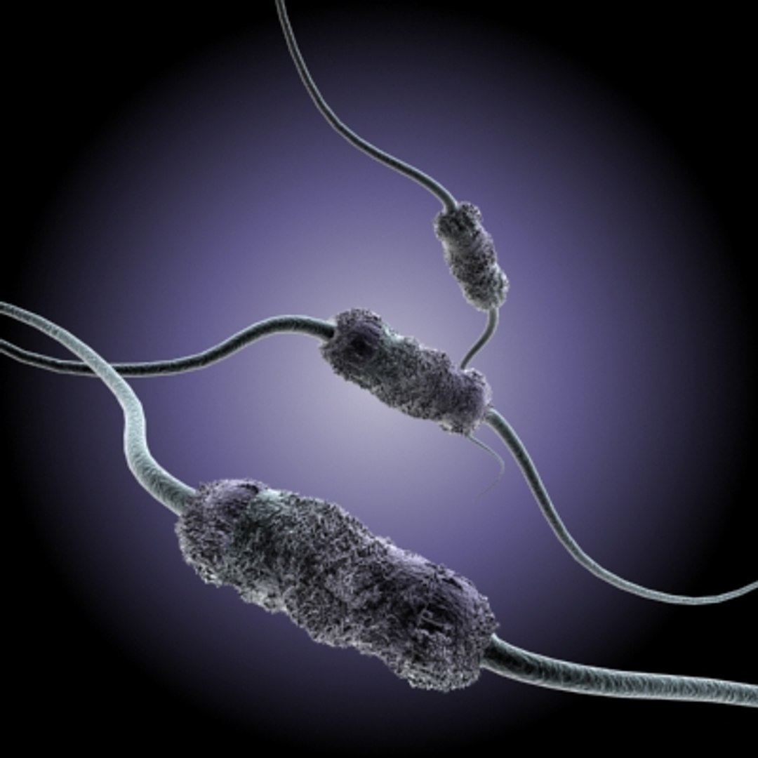 40 micro objects set max https://p.turbosquid.com/ts-thumb/ww/dPsbUZ/jZJ9ZYfP/amphitrichousbacteria/jpg/1214244645/1920x1080/fit_q87/6399168b0c81f1a0d6fb47df0b277404fcd26304/amphitrichousbacteria.jpg