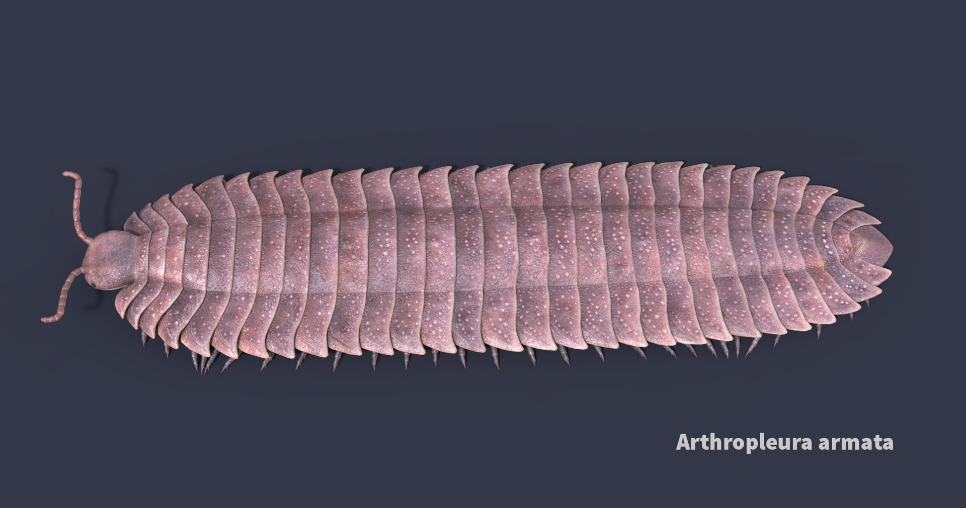 extinct animals version 7 model https://p.turbosquid.com/ts-thumb/ww/gSsVJc/fdhWmk0S/69/png/1584605177/1920x1080/fit_q87/e6d221c60c91f71192635aa2367a6197421845ea/69.jpg