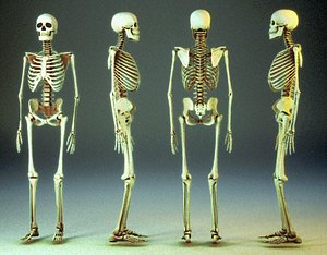 human skeleton 3ds