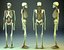 human skeleton