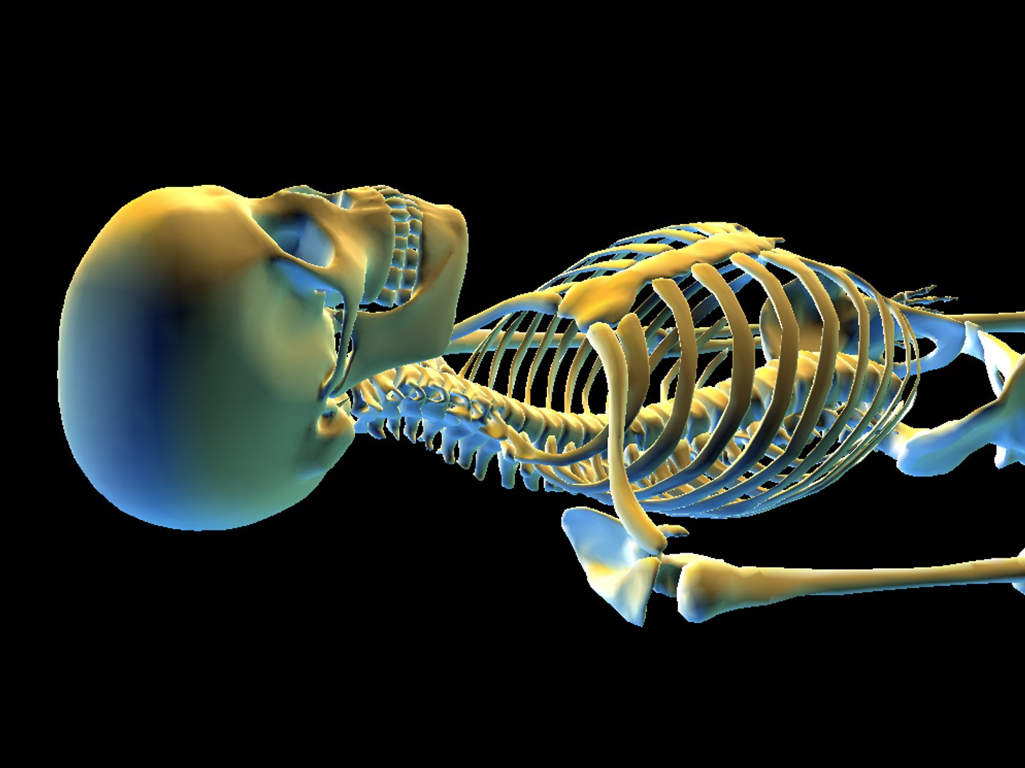 human skeleton 3ds https://p.turbosquid.com/ts-thumb/wx/HHf2v7/NVlEtCsx/colfri1s/jpg/1292943034/1920x1080/fit_q87/a98eab48fe7a6938abde33ebb7350442210a5a40/colfri1s.jpg