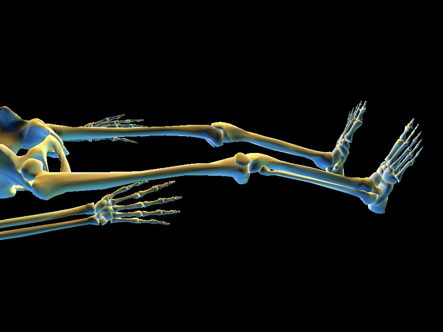 human skeleton 3ds https://p.turbosquid.com/ts-thumb/wx/HHf2v7/TOahVaYk/colfri3s/jpg/1292943034/1920x1080/fit_q87/8f916823e1f87be64867dc78728a65bd8cd746d0/colfri3s.jpg