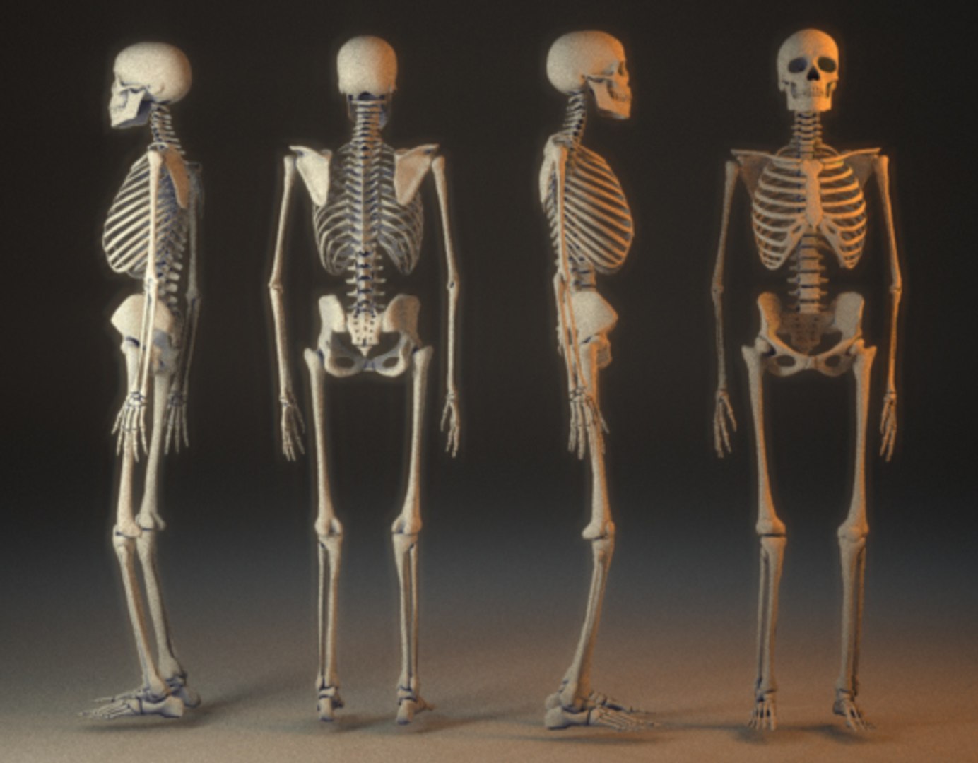 human skeleton 3ds https://p.turbosquid.com/ts-thumb/wx/HHf2v7/TPSqDGrp/skelf3/jpg/1272012724/1920x1080/fit_q87/ba29e03ed9ab86284a7e61c19931e076efb58793/skelf3.jpg