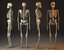 human skeleton