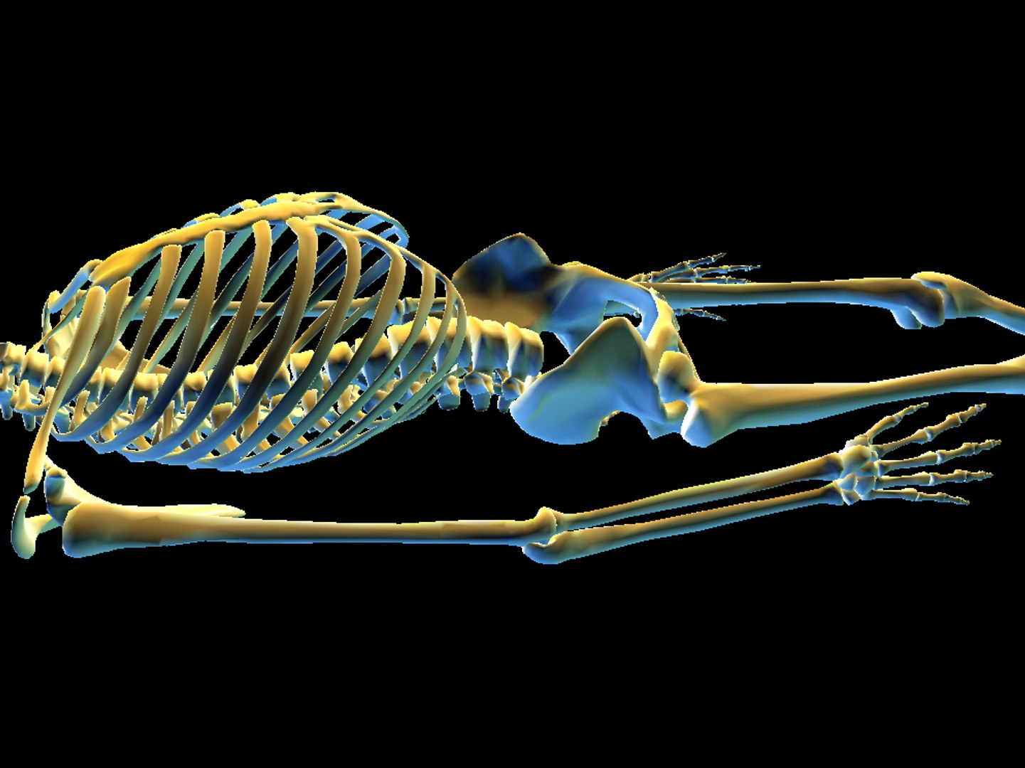 human skeleton 3ds https://p.turbosquid.com/ts-thumb/wx/HHf2v7/q9Fs8uEf/colfri2s/jpg/1292943034/1920x1080/fit_q87/54144255a1e8d9a9fe7f631f44c97804df513418/colfri2s.jpg