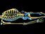 human skeleton