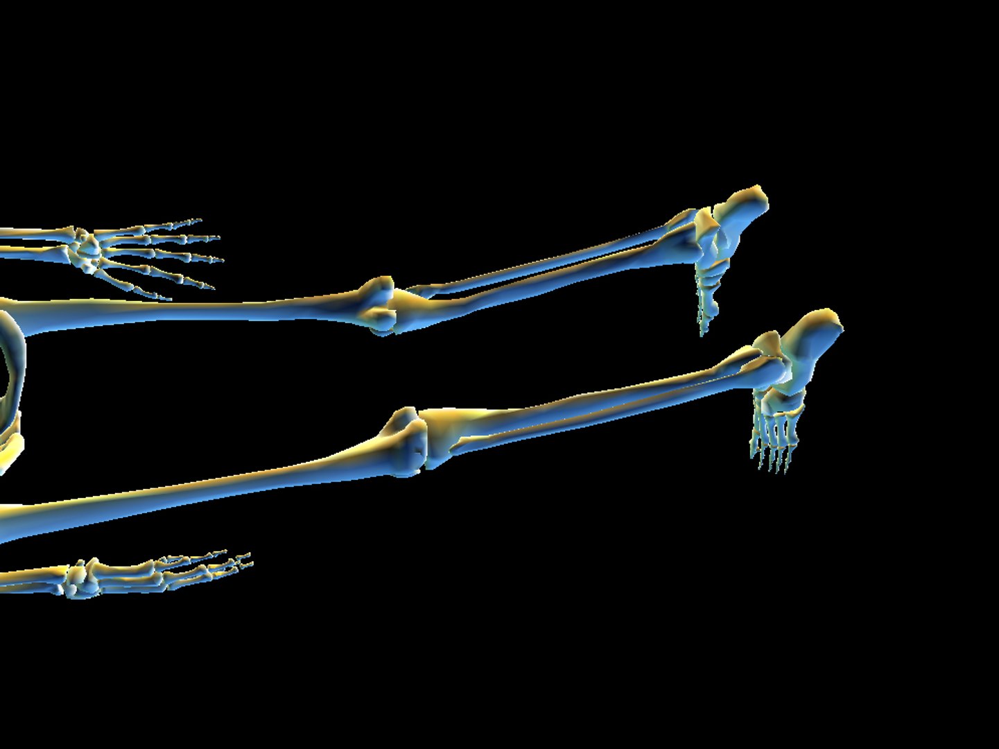 human skeleton 3ds https://p.turbosquid.com/ts-thumb/wx/HHf2v7/z6SuJet8/colfri6s/jpg/1292943034/1920x1080/fit_q87/6c534415d85c635f07359e562e7e28038c53d749/colfri6s.jpg