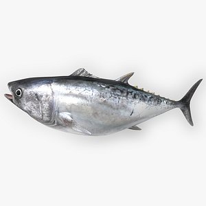 TUNA FISH Rigged L1558