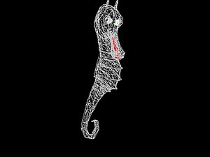 Seahorse