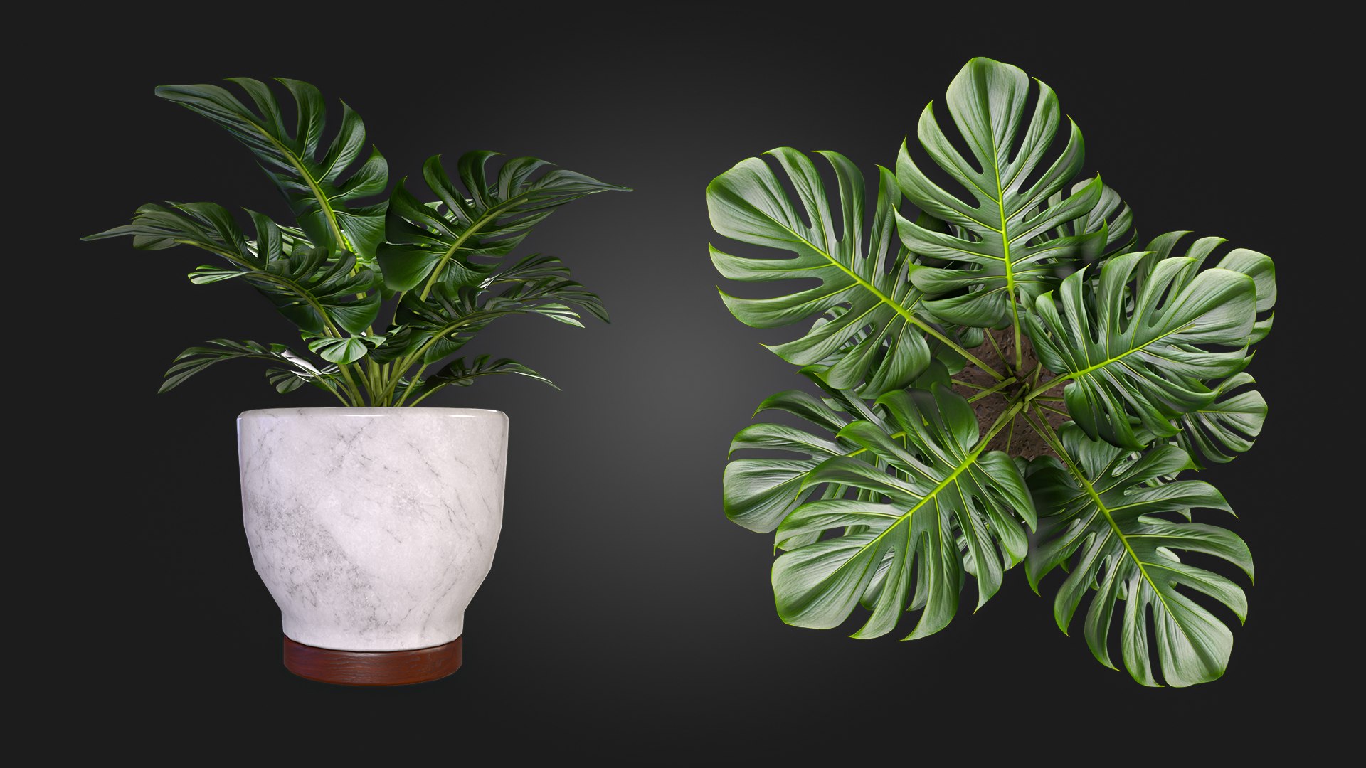 3D Plant https://p.turbosquid.com/ts-thumb/wx/WzgHL8/Bw/img_4/jpg/1717535918/1920x1080/fit_q87/41caad2b6a9cfe6e3c11b1d7161006d2c2afe39c/img_4.jpg