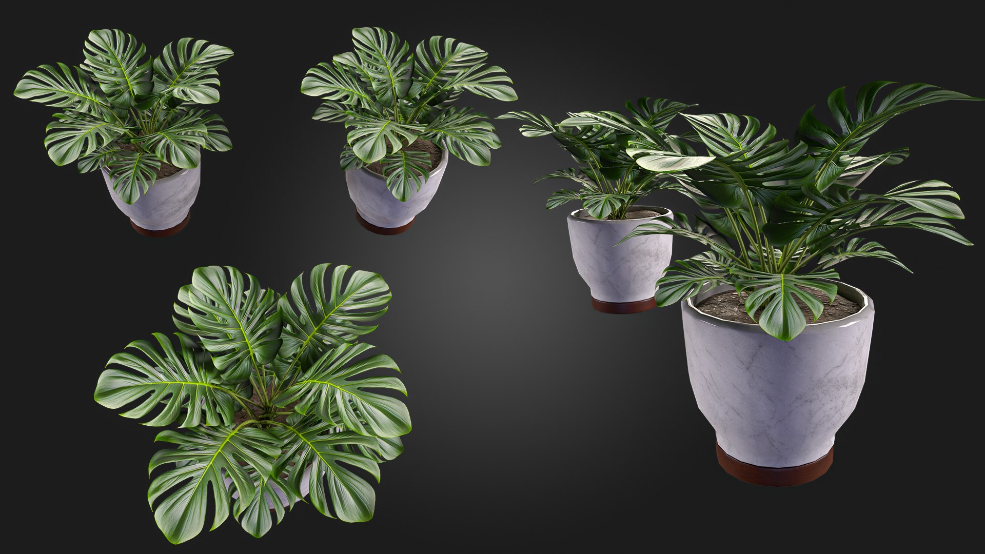 3D Plant https://p.turbosquid.com/ts-thumb/wx/WzgHL8/V3/img_6/jpg/1717535919/1920x1080/fit_q87/9039c0255b7f488e930a8f0c1278690c58cef290/img_6.jpg