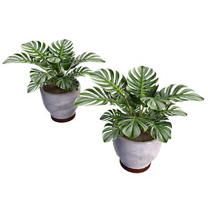 3D Plant