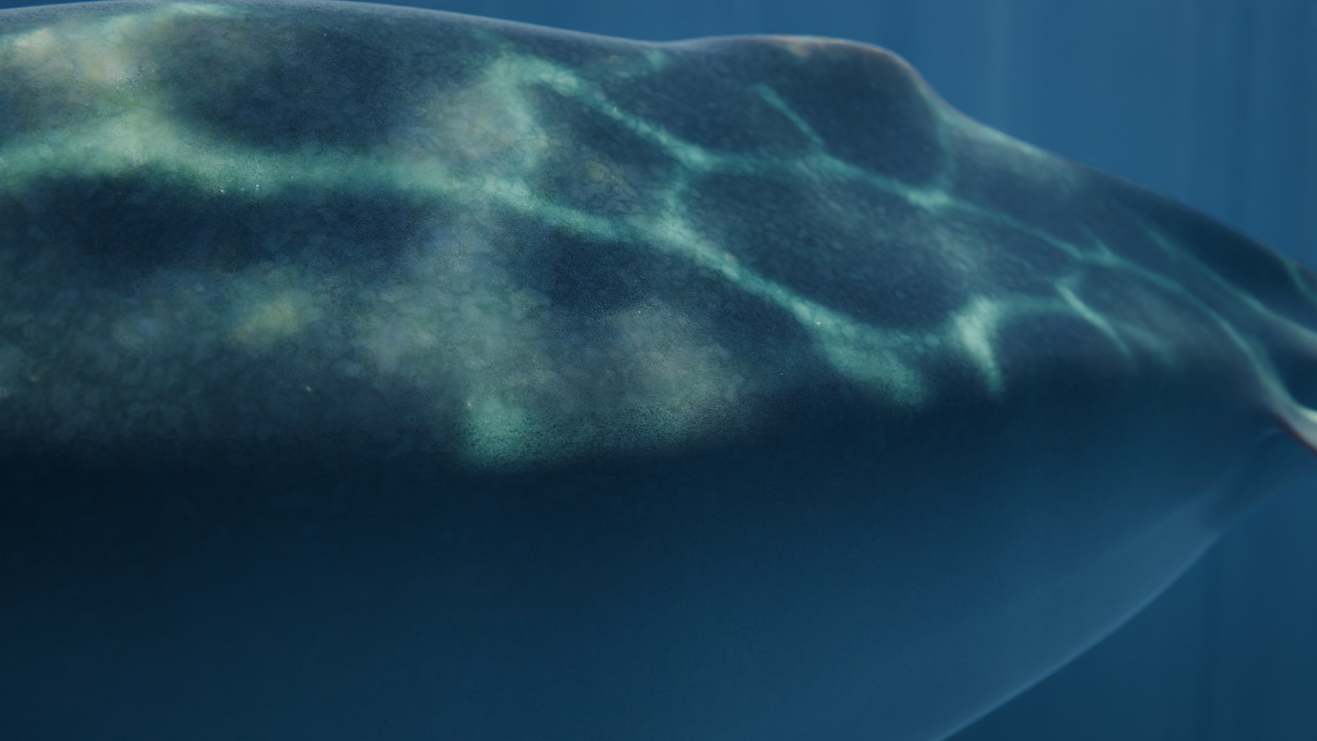 3D Shonisaurus https://p.turbosquid.com/ts-thumb/wx/YlmgXq/8z/12/png/1734955244/1920x1080/fit_q87/4126a21401570c40265a762a4974bc4ad0bbfec1/12.jpg