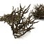 Twigs wood wooden bush stick park grass thicket shrub