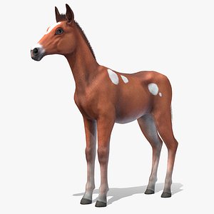 Horse - Foal