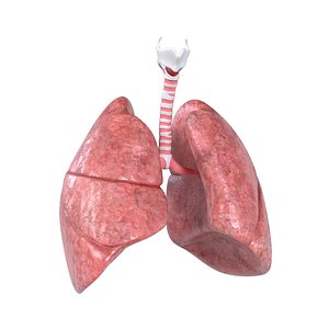 Human Lungs Anatomy 3D model