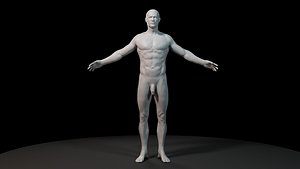 Anatomy model