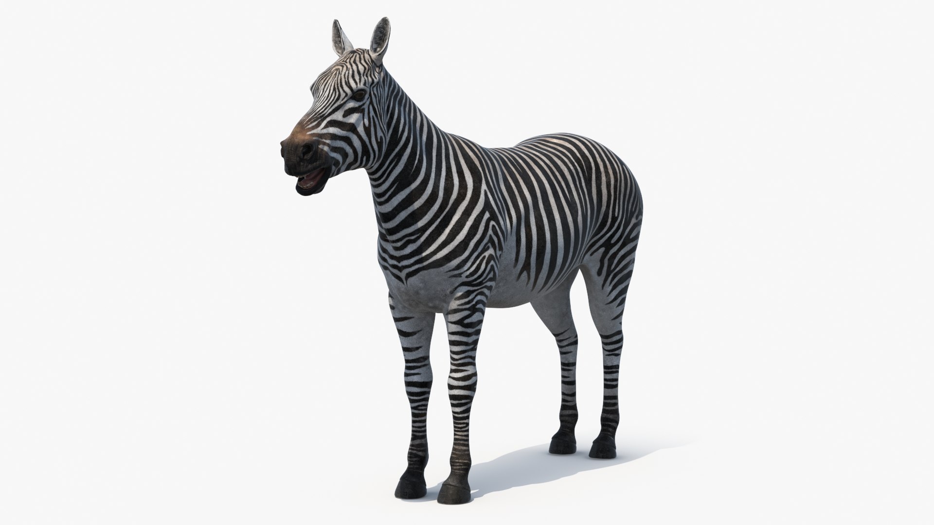 Zebra Adult 3D model preview