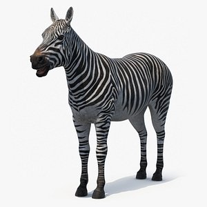 Zebra Adult