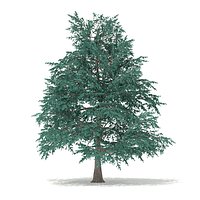 Blue Atlas Cedar (Cedrus atlantica) 9.6m
