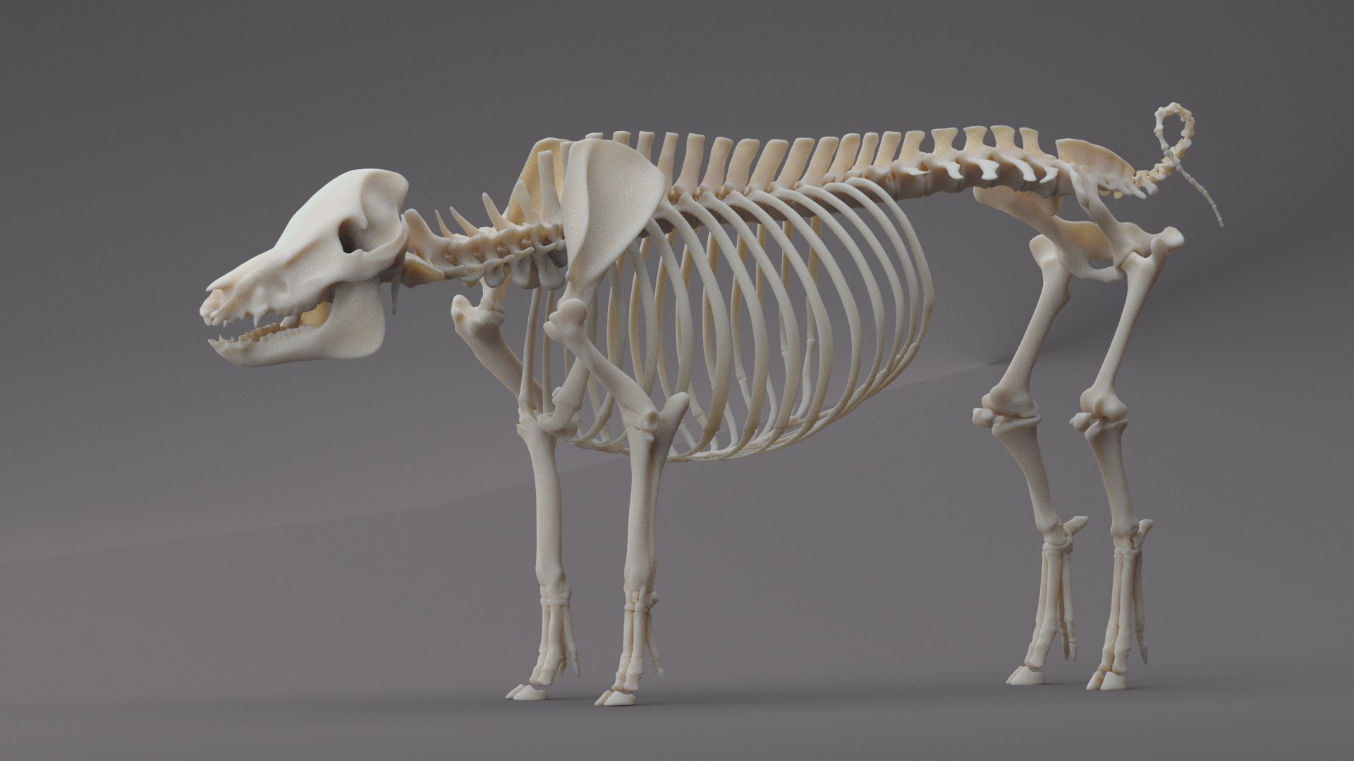 Pig ANIMATED 3D model https://p.turbosquid.com/ts-thumb/wy/BULNHX/Ep/skeleton/png/1644180059/1920x1080/fit_q87/ac6eccfbd9dc247f428fc4f1d1f38cb4def65a34/skeleton.jpg