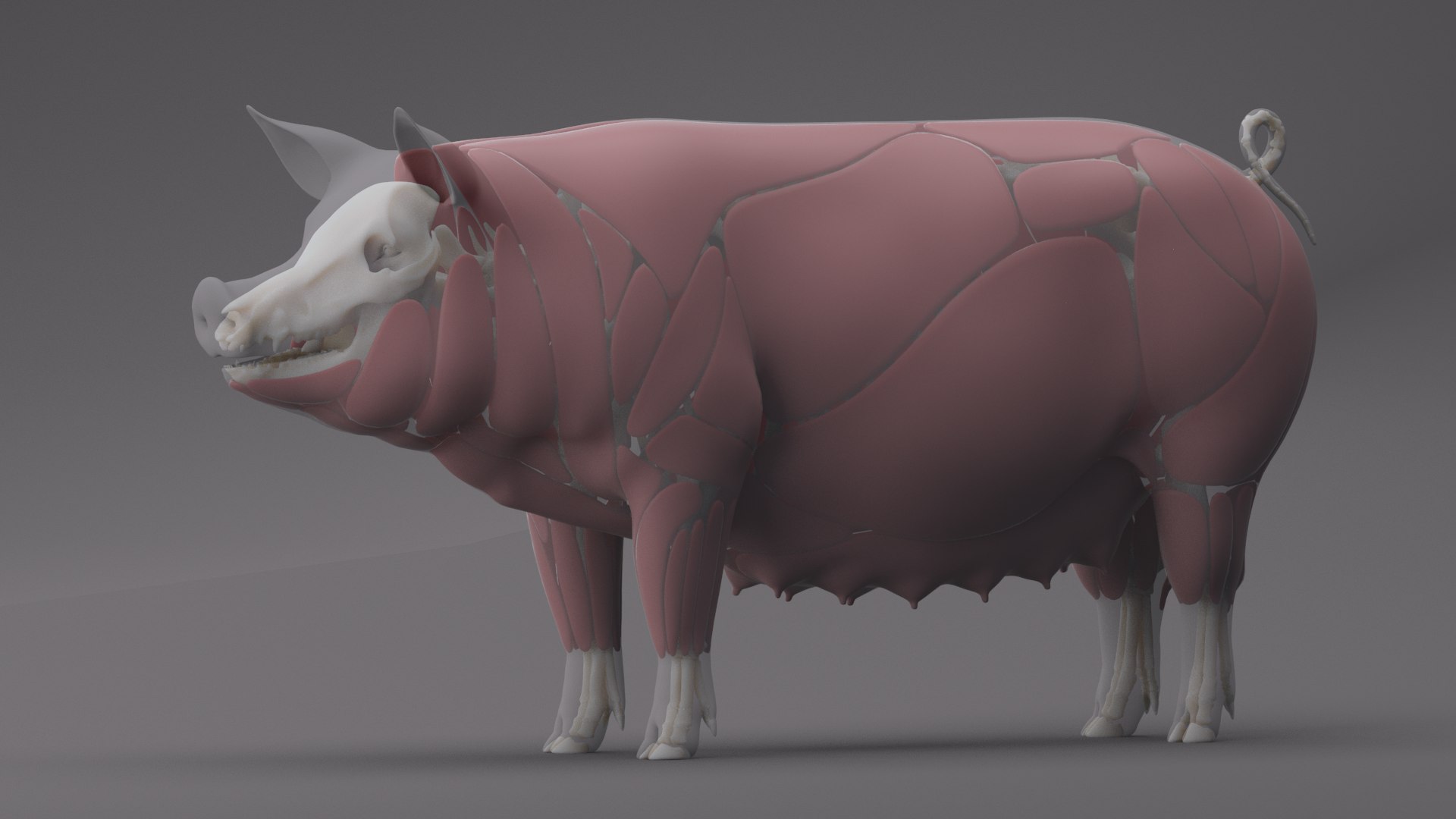 Pig ANIMATED 3D model https://p.turbosquid.com/ts-thumb/wy/BULNHX/I5/body_full/png/1644180055/1920x1080/fit_q87/4359bc3a1118e1de911b02cb6767ce3ebf303f6e/body_full.jpg