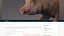 Pig (Animated)