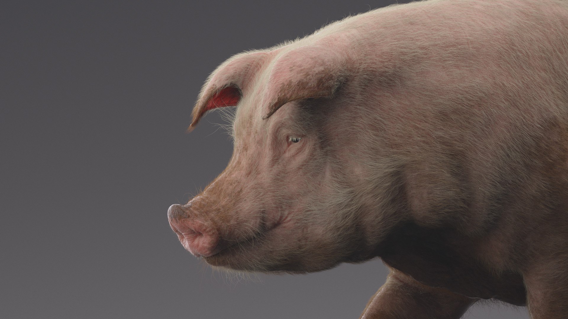 Pig ANIMATED 3D model https://p.turbosquid.com/ts-thumb/wy/BULNHX/Ub/9/jpg/1644179969/1920x1080/fit_q87/3f30dd5339349a48567e4b55e2860407f81d93cf/9.jpg