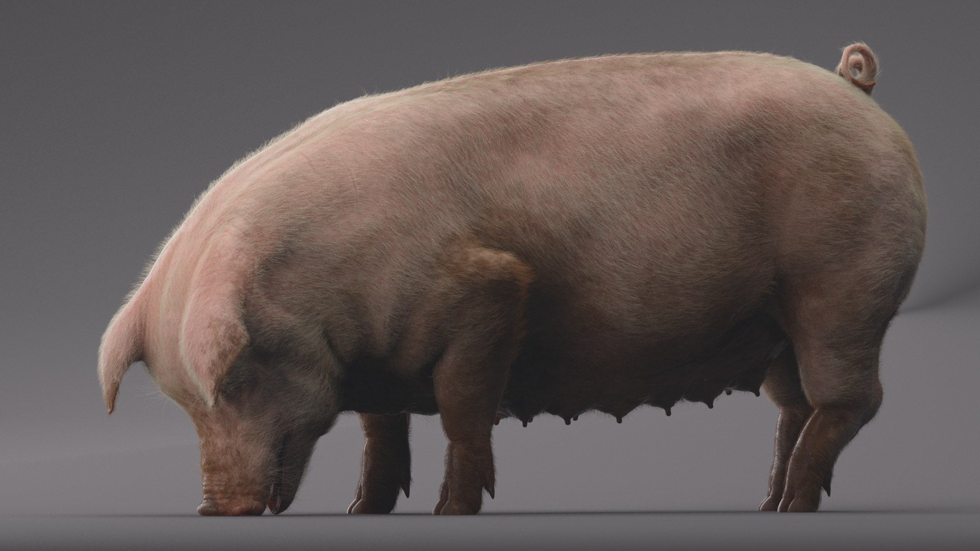 Pig ANIMATED 3D model https://p.turbosquid.com/ts-thumb/wy/BULNHX/WF/5/png/1644180015/1920x1080/fit_q87/5fa5e477b18805acc11ddef49826483d1b7e7ace/5.jpg