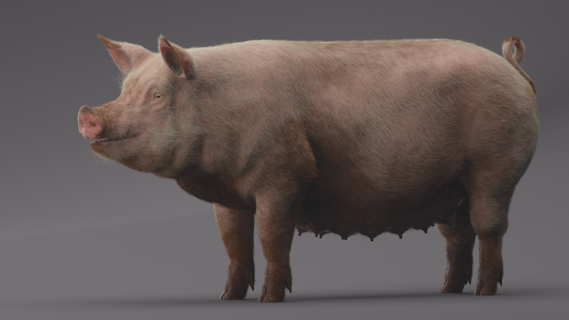 Pig ANIMATED 3D model https://p.turbosquid.com/ts-thumb/wy/BULNHX/b9/11/png/1644180140/1920x1080/fit_q87/04ceb2c1e9c5458de064c56cdafe552b7ed02404/11.jpg