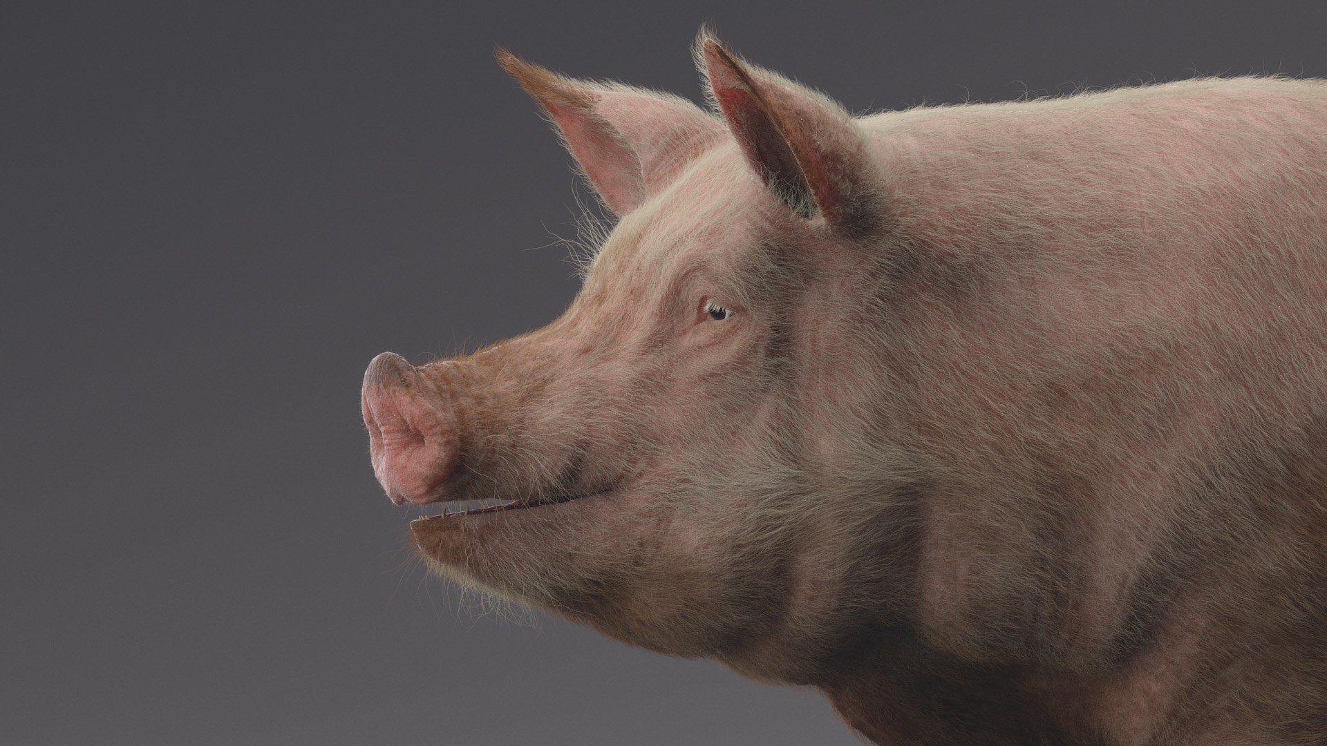 Pig ANIMATED 3D model https://p.turbosquid.com/ts-thumb/wy/BULNHX/jZ/22/jpg/1644180170/1920x1080/fit_q87/08be3e54f126051d0fbf1a30d396593961e5cae5/22.jpg
