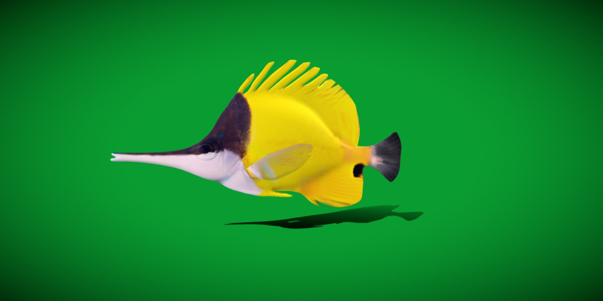 3D Longnose Butterfly Fish model https://p.turbosquid.com/ts-thumb/wy/Bv3fcg/5x/butterflyfish/png/1741188152/1920x1080/fit_q87/cc85816aa2c5e1b539d9c27409c60bb36a499216/butterflyfish.jpg