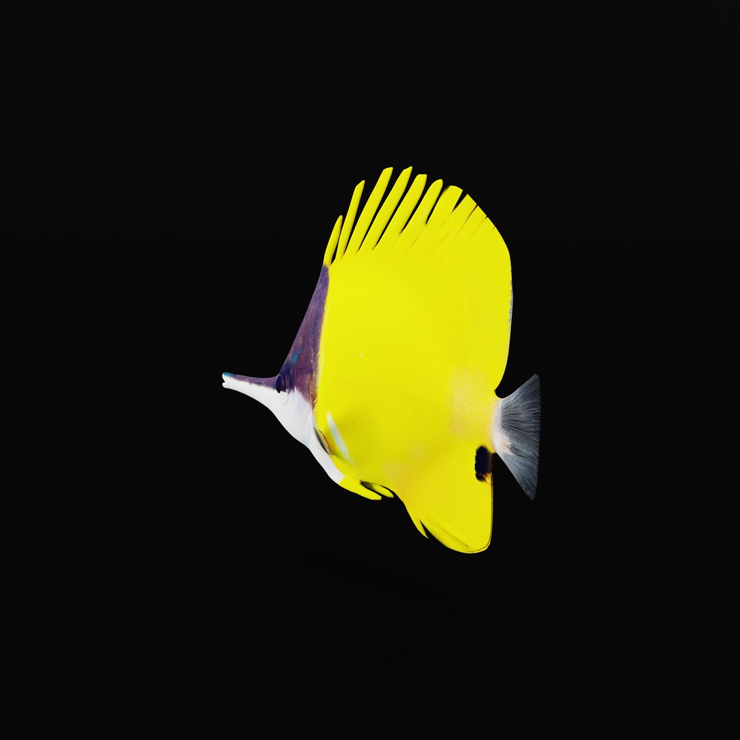 3D Longnose Butterfly Fish model https://p.turbosquid.com/ts-thumb/wy/Bv3fcg/6h/longnosebutterflyfishrig_0004/jpg/1741188138/1920x1080/fit_q87/aa549217a9107a9a37591ce3020acd5c1266a672/longnosebutterflyfishrig_0004.jpg
