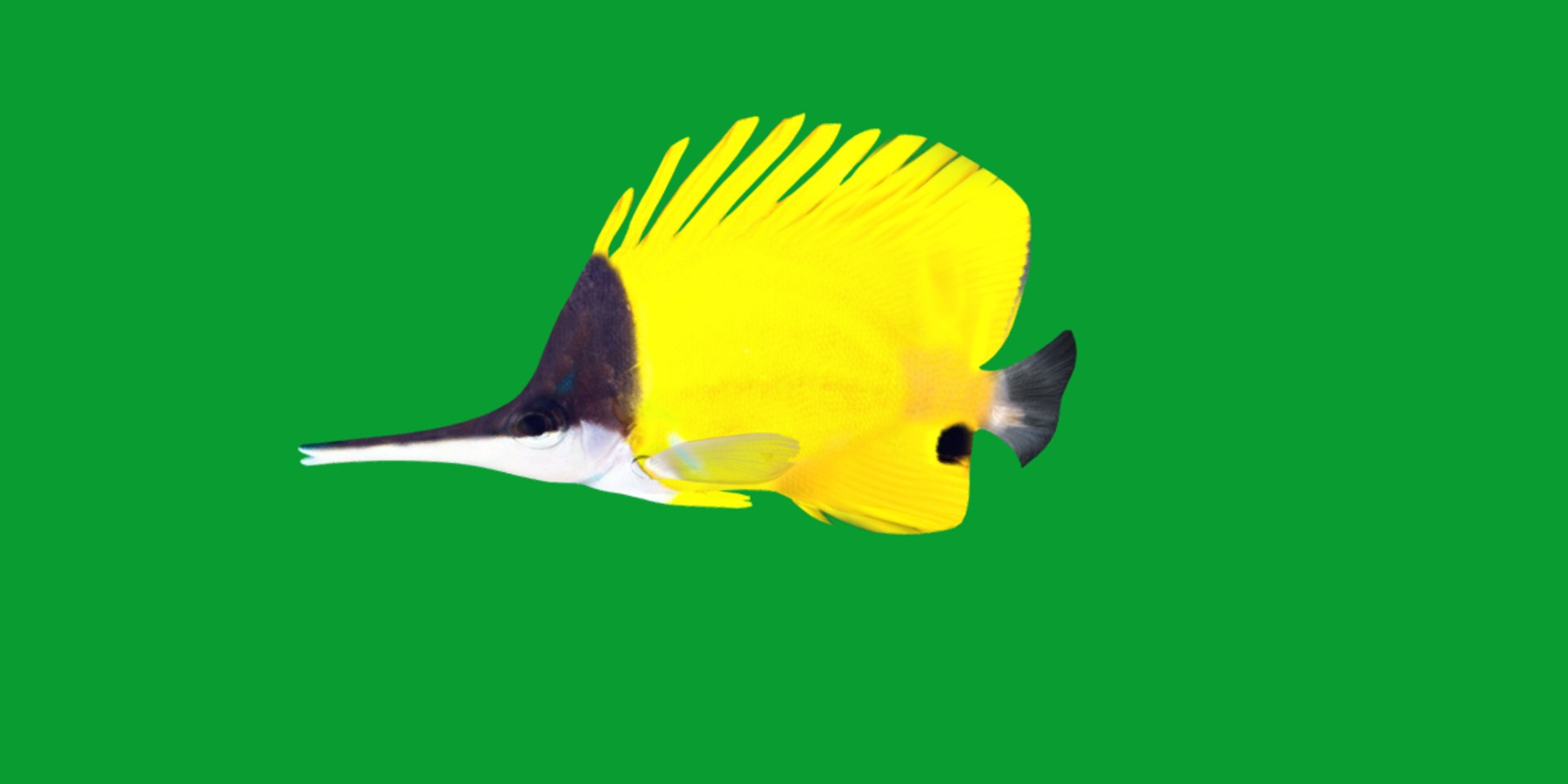 3D Longnose Butterfly Fish model https://p.turbosquid.com/ts-thumb/wy/Bv3fcg/Aa/butterflyfish13/png/1741188145/1920x1080/fit_q87/01e85bd17336bd5fb52941aee70013571eefe990/butterflyfish13.jpg