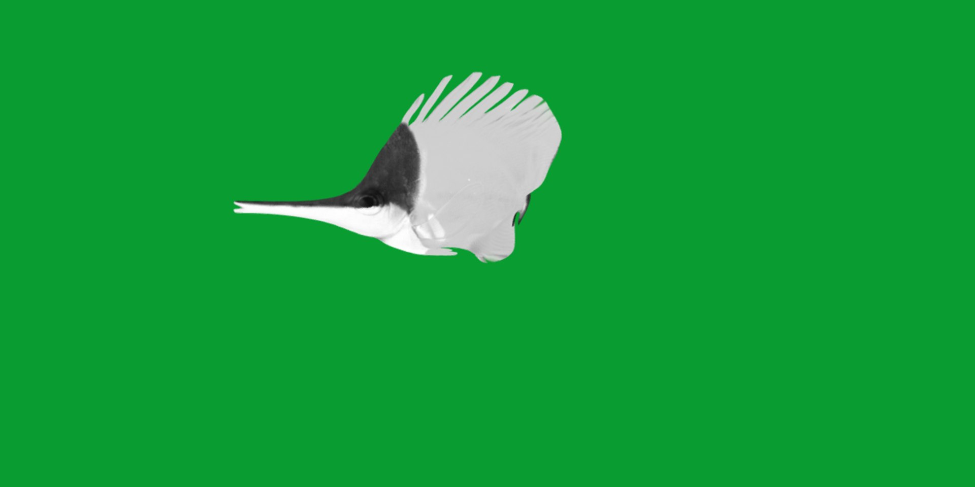 3D Longnose Butterfly Fish model https://p.turbosquid.com/ts-thumb/wy/Bv3fcg/Cv/butterflyfish12/png/1741188144/1920x1080/fit_q87/ced01a40f110eb9eb28e50ffa0c7802d892a8e39/butterflyfish12.jpg