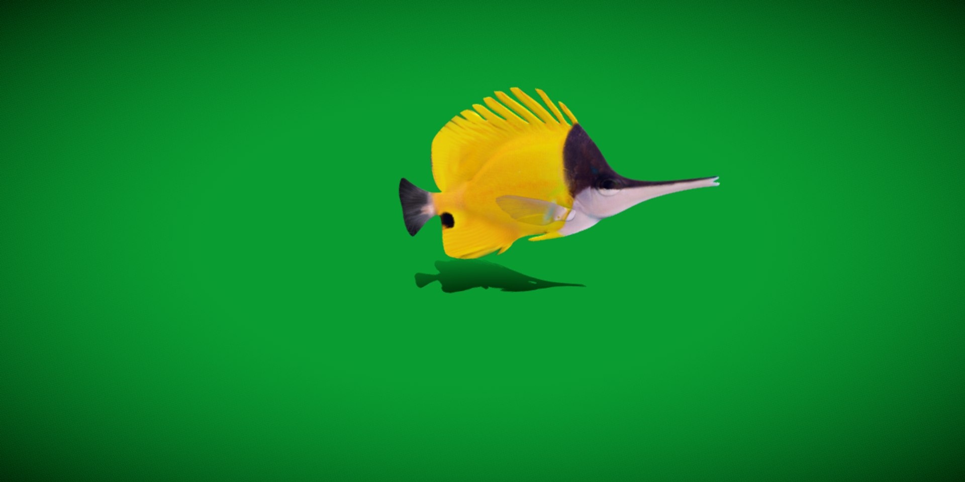 3D Longnose Butterfly Fish model https://p.turbosquid.com/ts-thumb/wy/Bv3fcg/JC/butterflyfish6/png/1741188140/1920x1080/fit_q87/d800cadf63a117785fcead7415e4f61dcd19bf3e/butterflyfish6.jpg