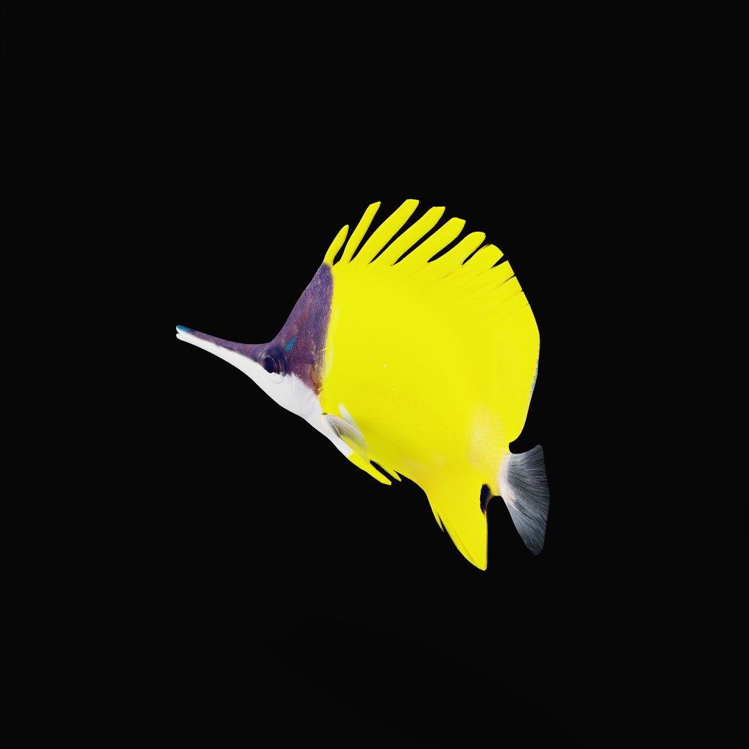 3D Longnose Butterfly Fish model https://p.turbosquid.com/ts-thumb/wy/Bv3fcg/Lo/longnosebutterflyfishrig_0001/jpg/1741188158/1920x1080/fit_q87/0778675fd5b0647119d79ad5fcf9cb72483291b7/longnosebutterflyfishrig_0001.jpg