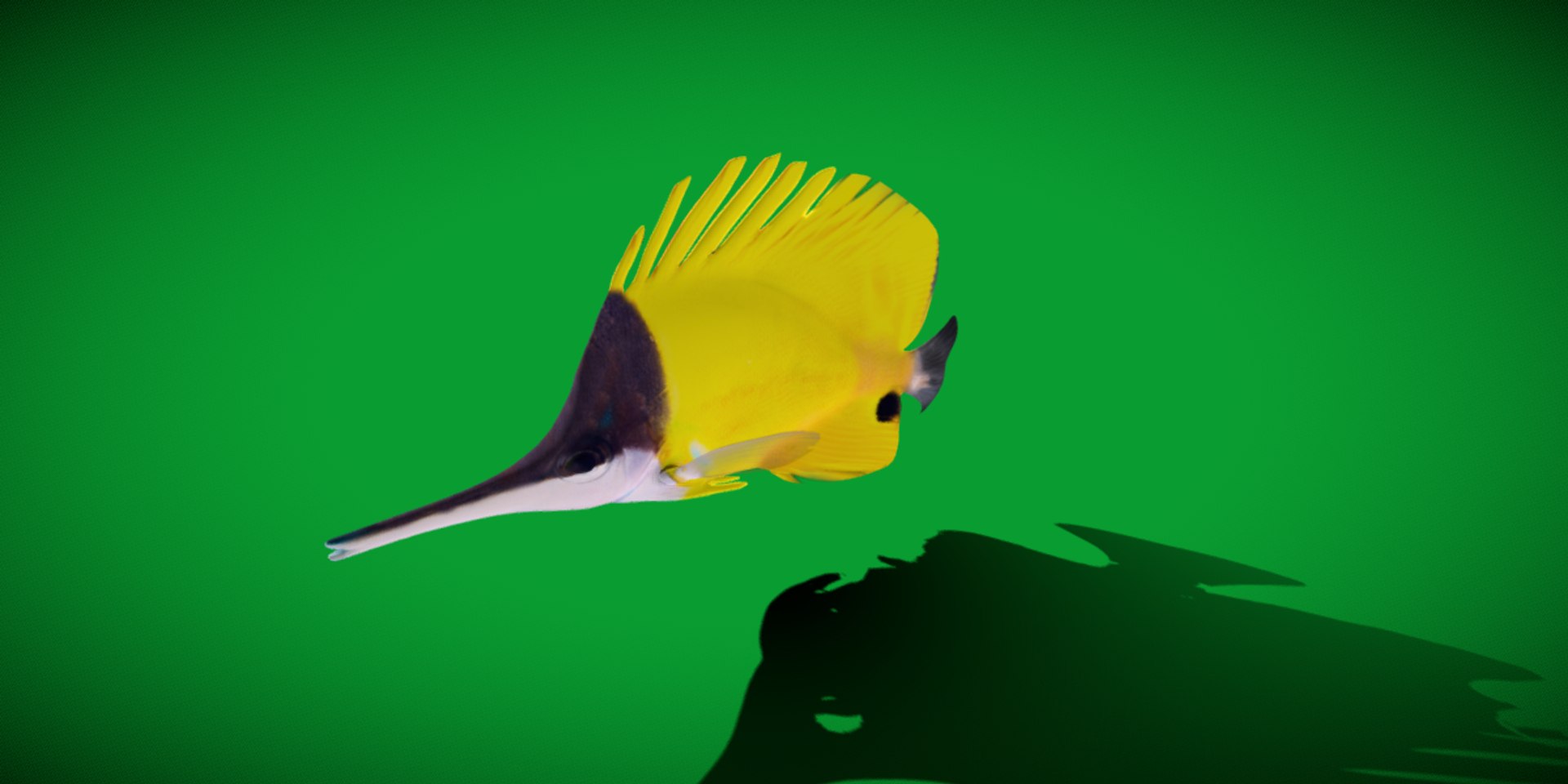 3D Longnose Butterfly Fish model https://p.turbosquid.com/ts-thumb/wy/Bv3fcg/Pp/butterflyfish23/png/1741188151/1920x1080/fit_q87/573f6f4699f032449c2e59cdc39af176a0603e77/butterflyfish23.jpg