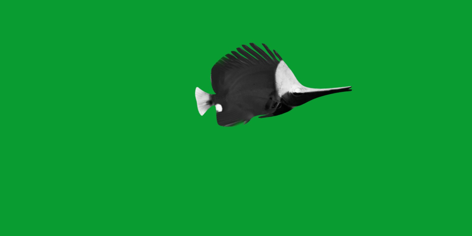 3D Longnose Butterfly Fish model https://p.turbosquid.com/ts-thumb/wy/Bv3fcg/R7/butterflyfish9/png/1741188141/1920x1080/fit_q87/9c0f73f65661f689bb3ee0997a2681ce975a0889/butterflyfish9.jpg