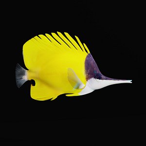 3D Longnose Butterfly Fish model