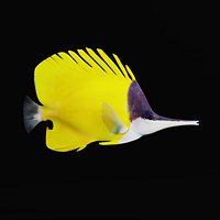 Longnose Butterfly Fish