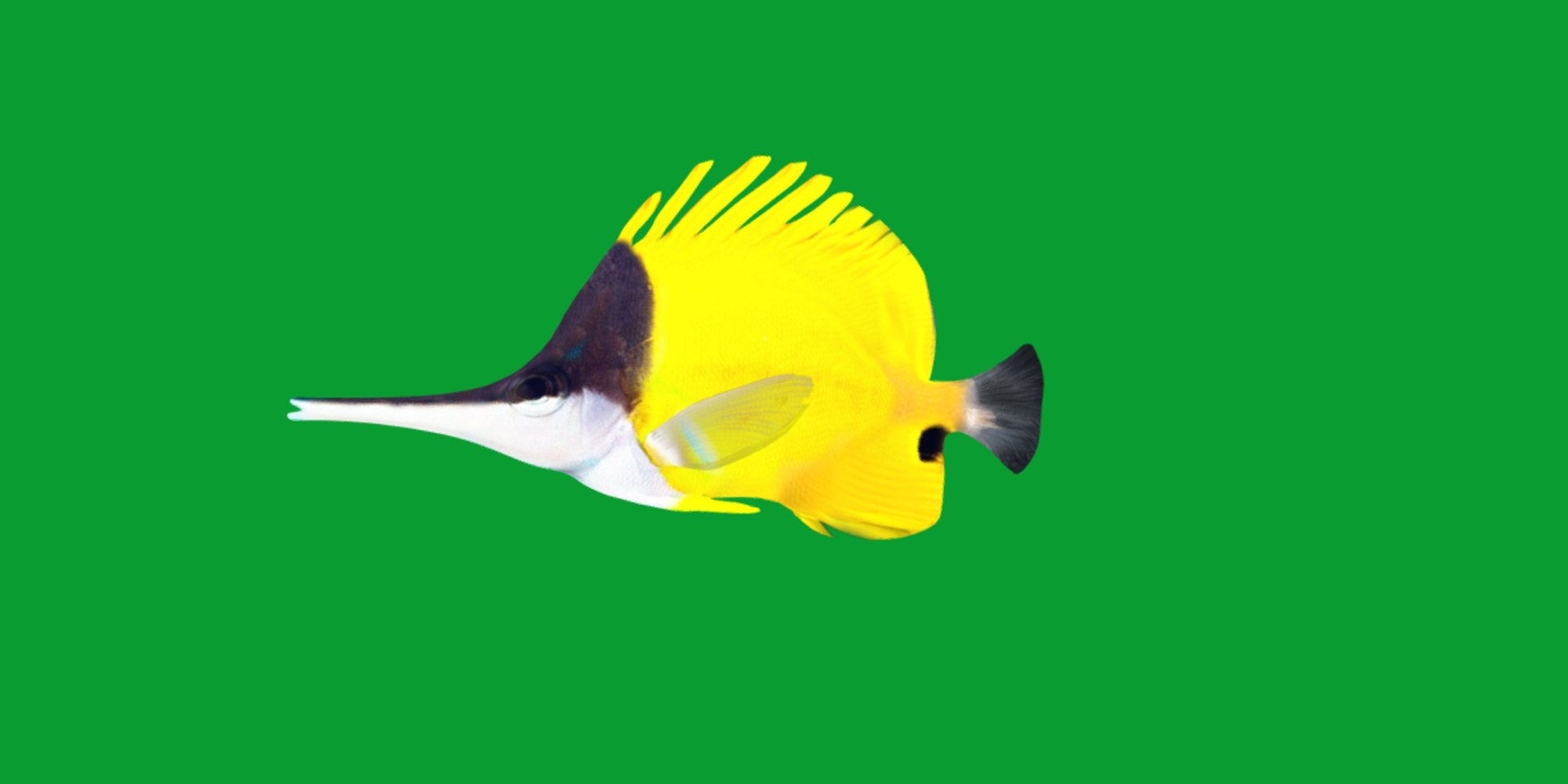 3D Longnose Butterfly Fish model https://p.turbosquid.com/ts-thumb/wy/Bv3fcg/cP/butterflyfish1/png/1741188137/1920x1080/fit_q87/6c1603d759faeff3d817036def207c0545e5deb0/butterflyfish1.jpg
