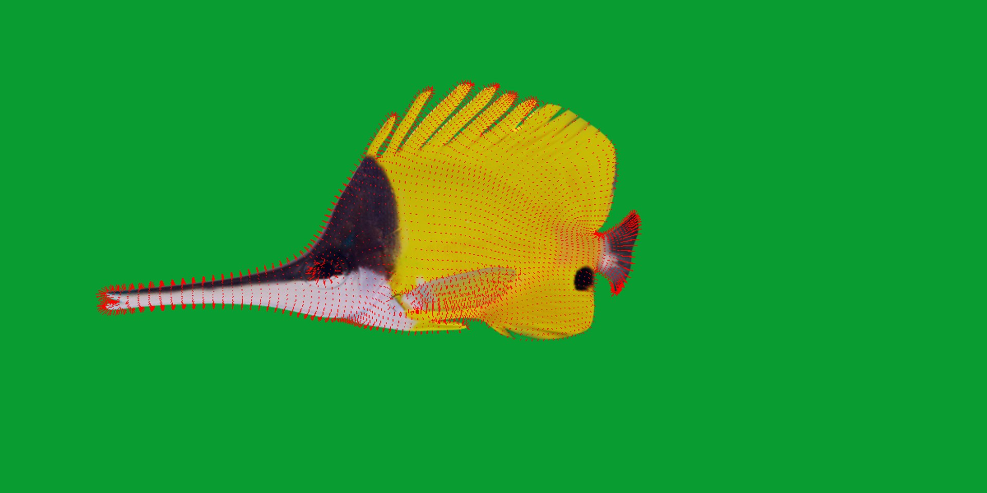 3D Longnose Butterfly Fish model https://p.turbosquid.com/ts-thumb/wy/Bv3fcg/ds/butterflyfish19/png/1741188149/1920x1080/fit_q87/77778742a3ee3f64aaace7396529d97f3047ff65/butterflyfish19.jpg
