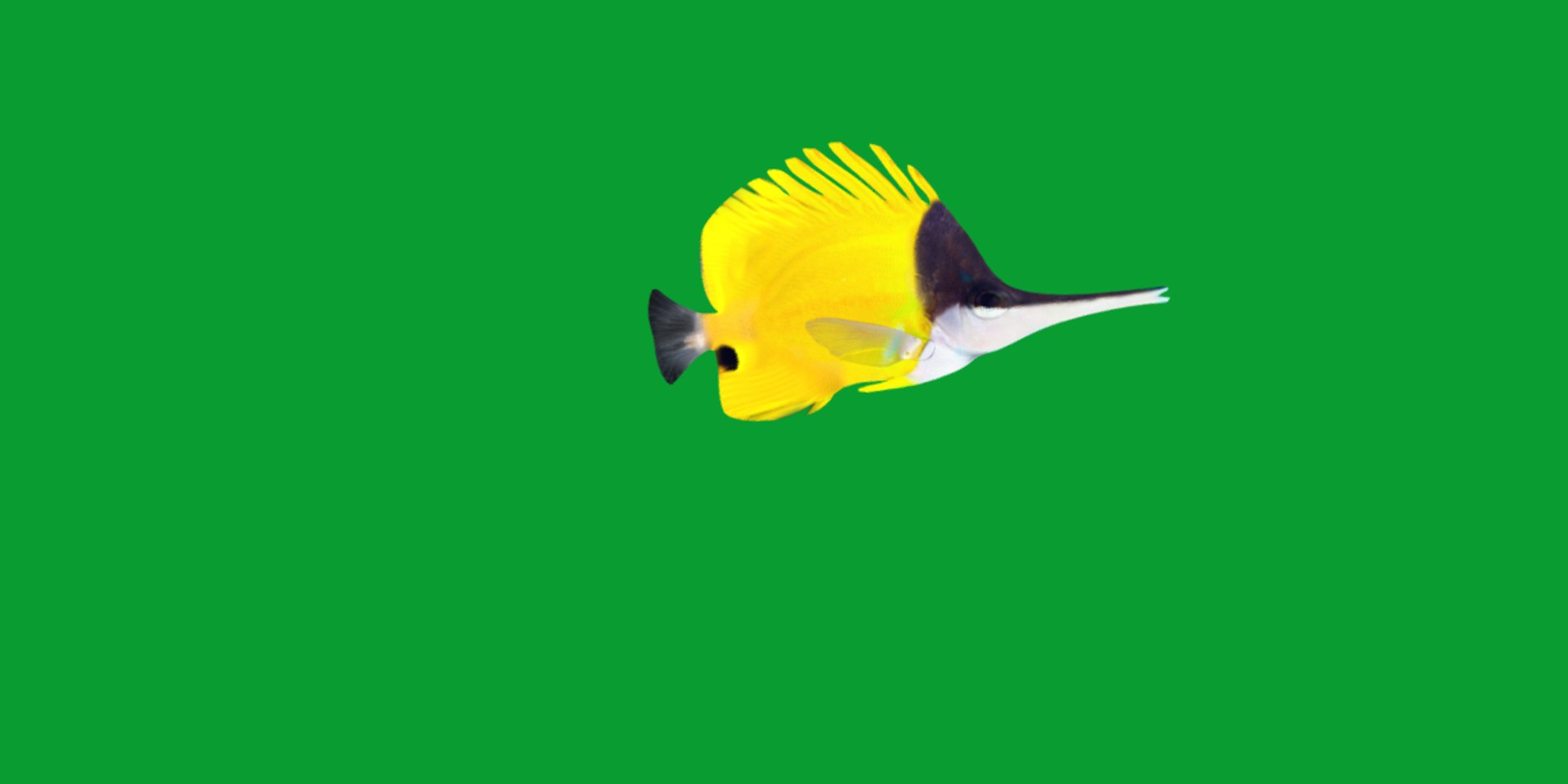 3D Longnose Butterfly Fish model https://p.turbosquid.com/ts-thumb/wy/Bv3fcg/fq/butterflyfish5/png/1741188139/1920x1080/fit_q87/ed4ac52725271c4420bd5824b5e5f4a530814f25/butterflyfish5.jpg