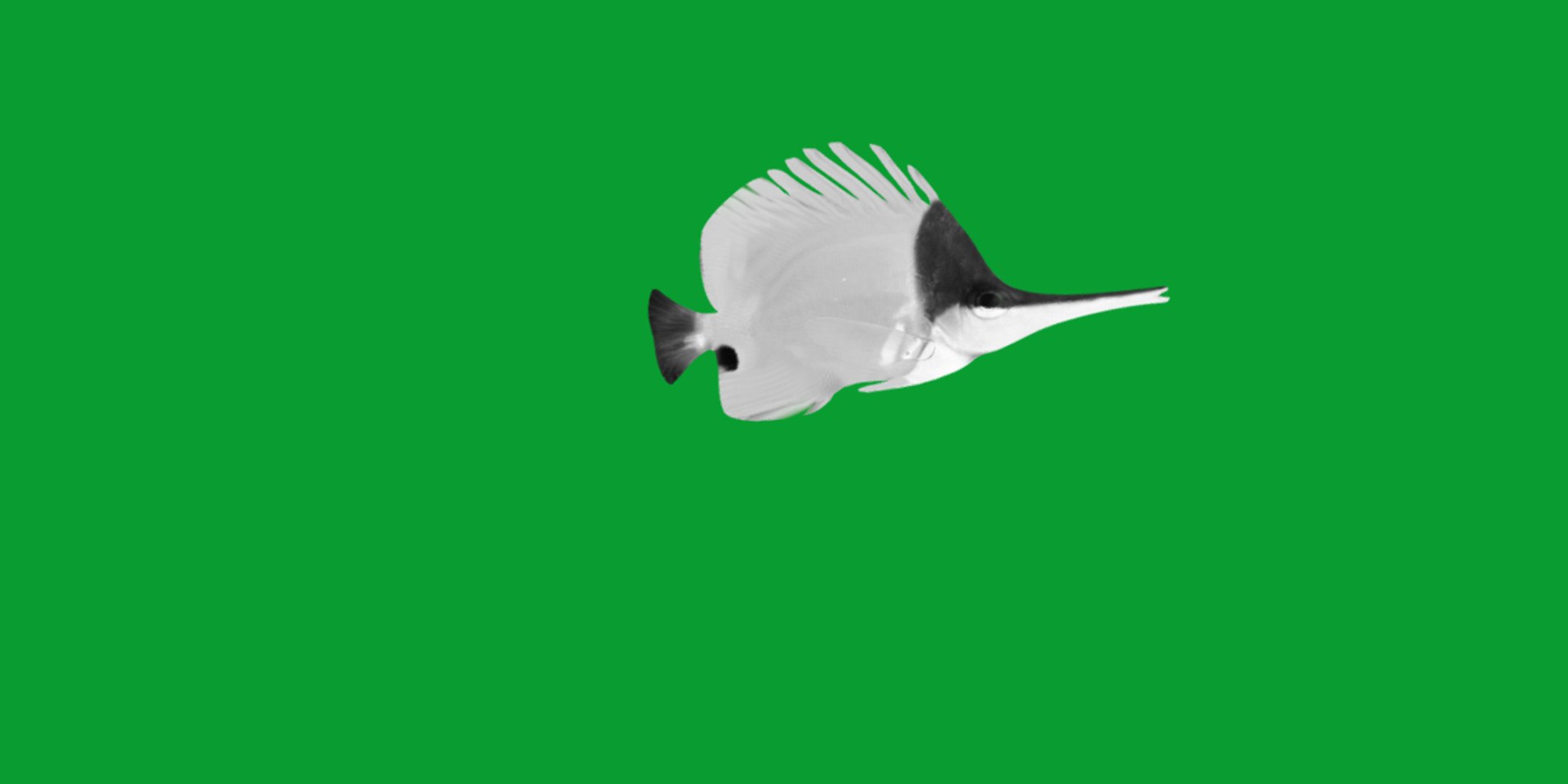 3D Longnose Butterfly Fish model https://p.turbosquid.com/ts-thumb/wy/Bv3fcg/q4/butterflyfish11/png/1741188143/1920x1080/fit_q87/79a6c49d85881bef0348a163bc1827daaa1620ef/butterflyfish11.jpg