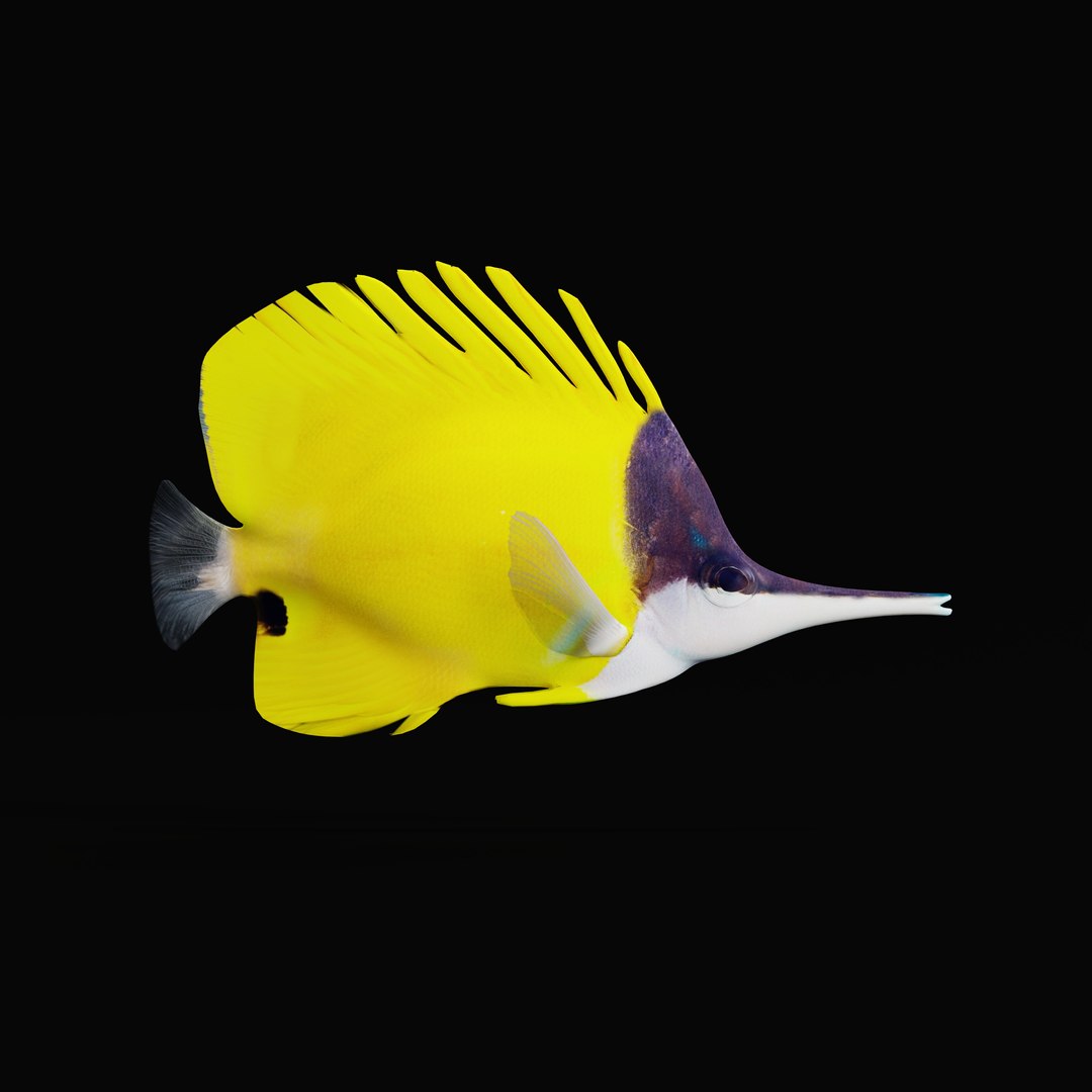 3D Longnose Butterfly Fish model https://p.turbosquid.com/ts-thumb/wy/Bv3fcg/xq/longnosebutterflyfishrig_0000/jpg/1741188157/1920x1080/fit_q87/0292be7d3e0c088f4a046d8cf4ce7898061cccaf/longnosebutterflyfishrig_0000.jpg