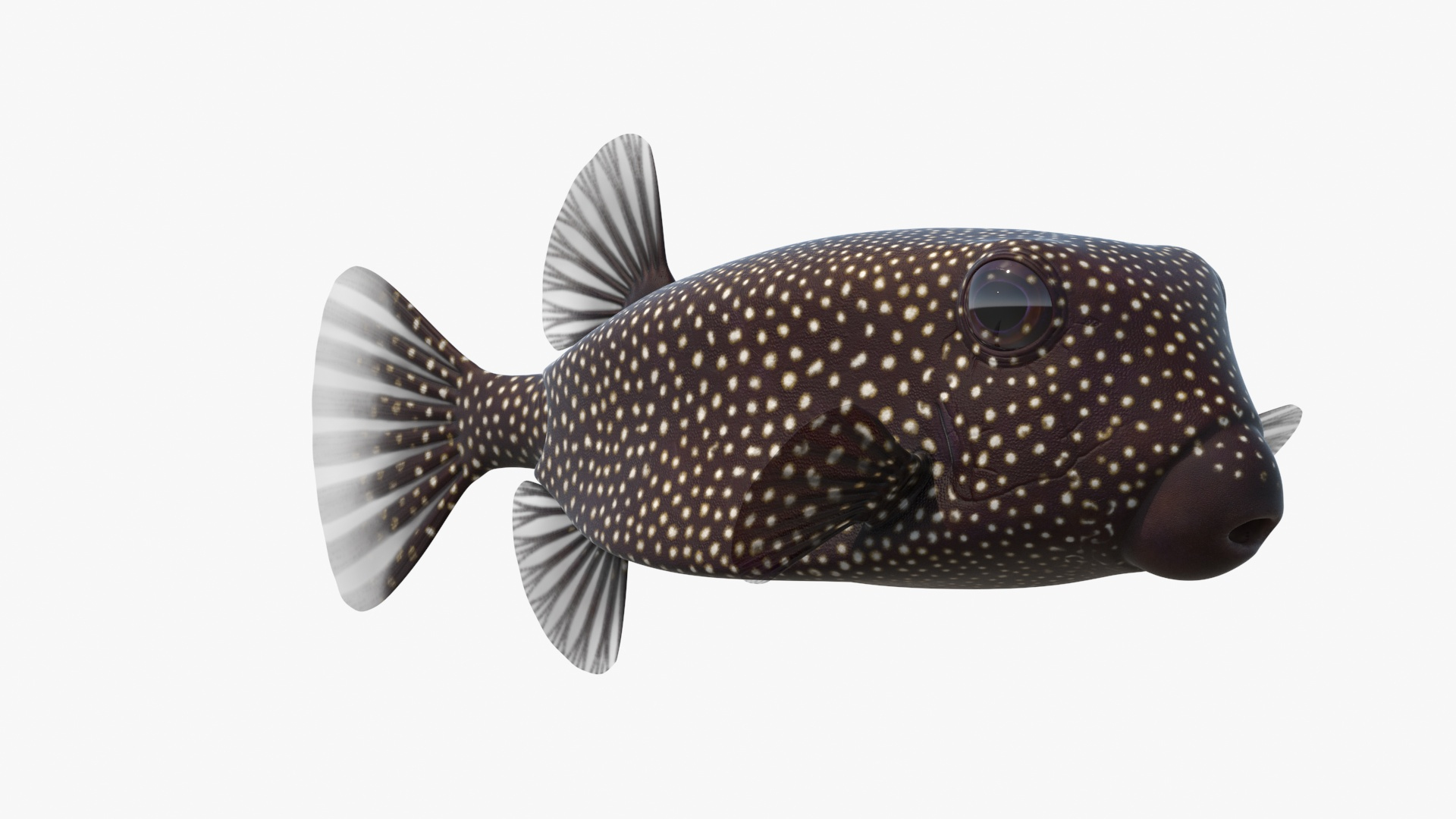 3D Model Ostracion Meleagris Fish Brown Rigged For Cinema 4D ...