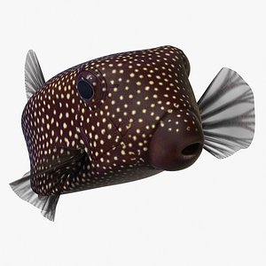3D model Ostracion Meleagris Fish Brown Rigged for Cinema 4D