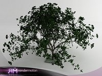 D2.C1.04 Fucsia Shrub-Arbusto fucsia